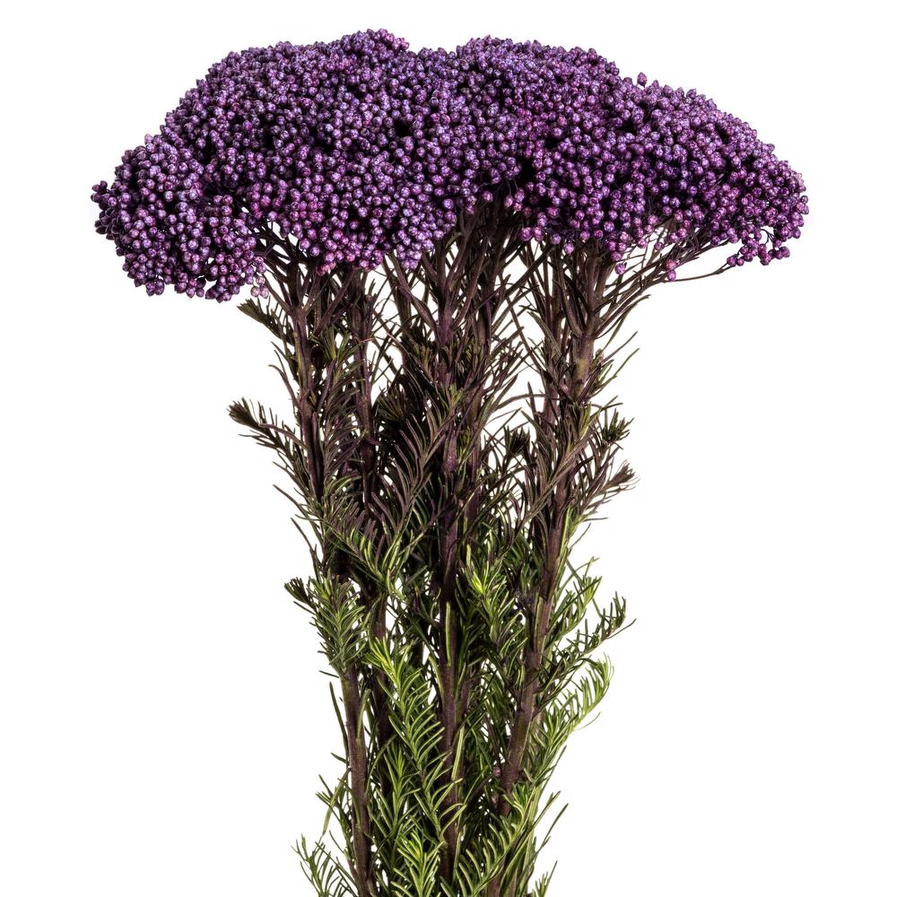 esmeralda-rice-flower-purple-painted