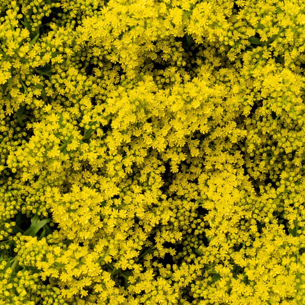 esmeralda-solidago-yellow