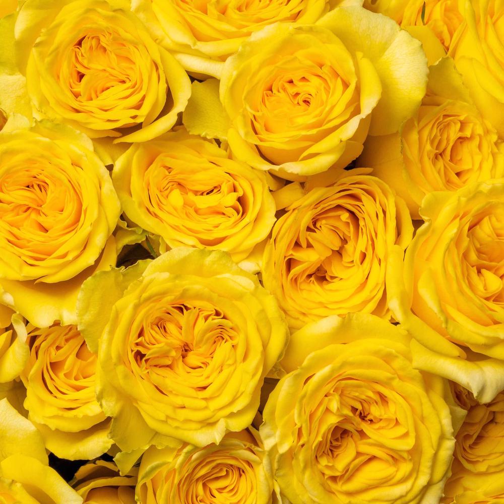 yellow spray roses