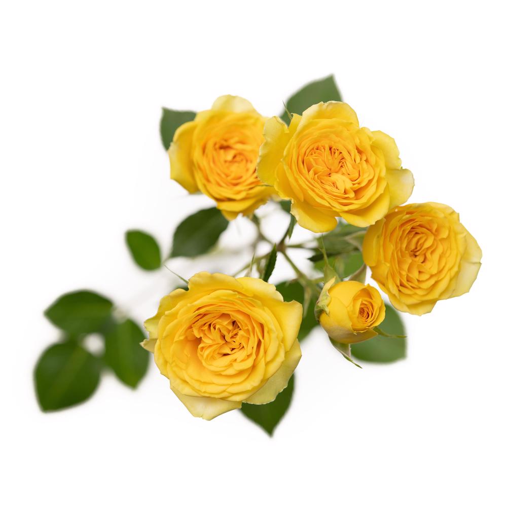 yellow spray roses