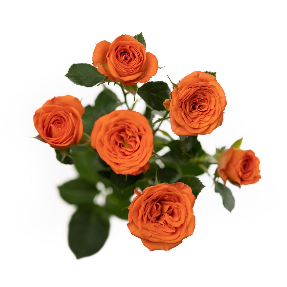 esmeralda-spray-rose-orange