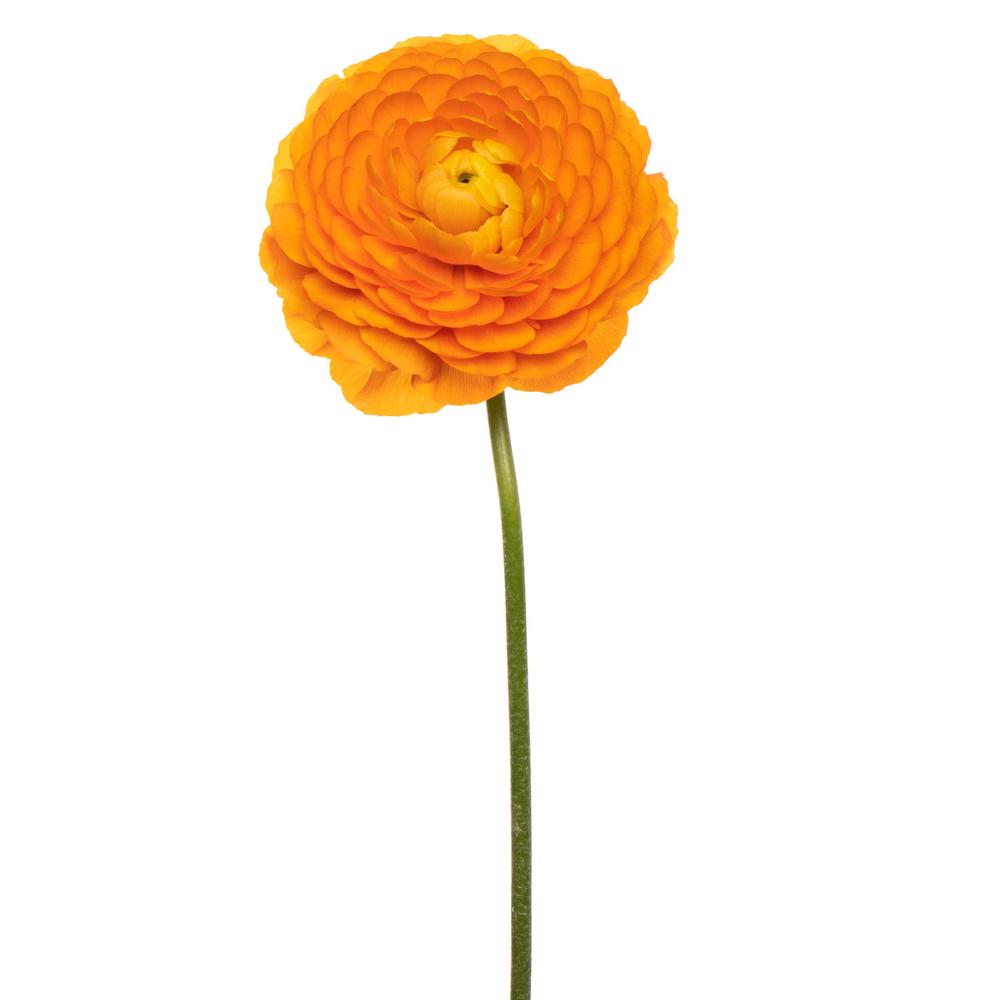 esmeralda-ranunculus-clementine-orange