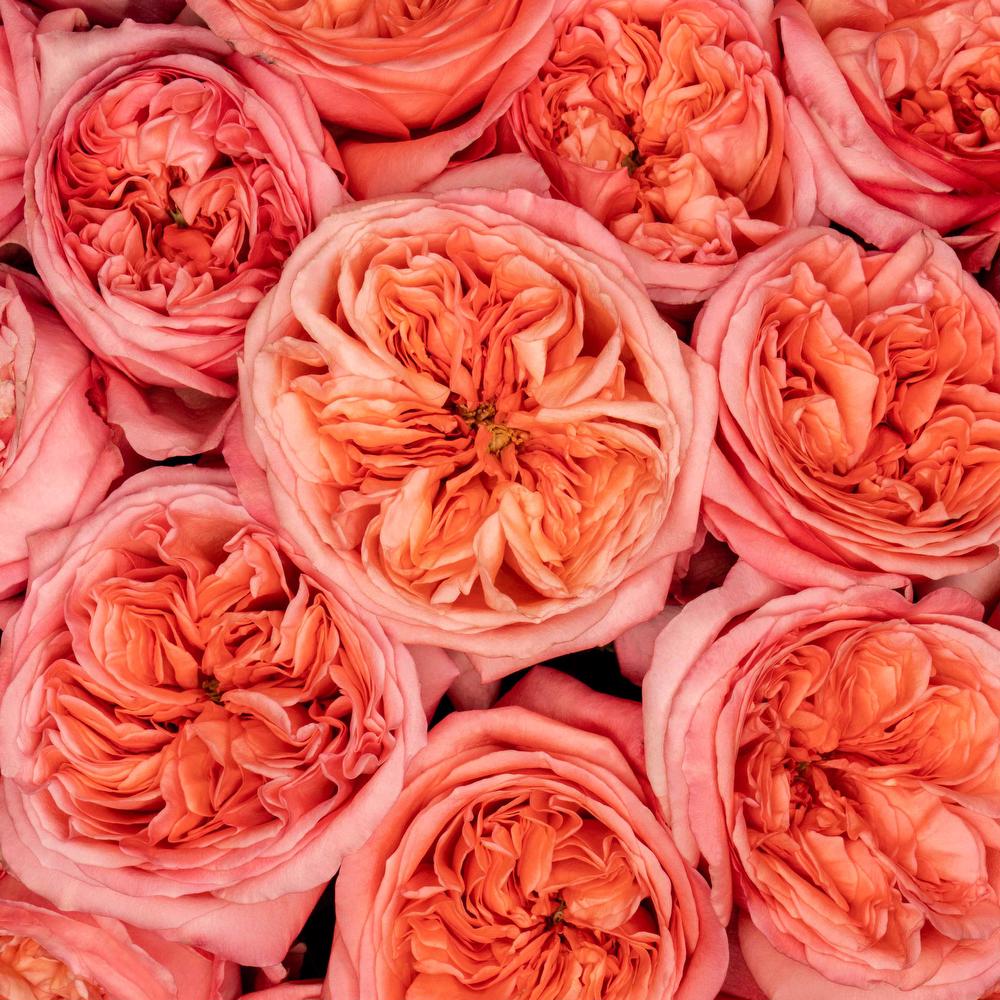 esmeralda-pink-x-pression-rose