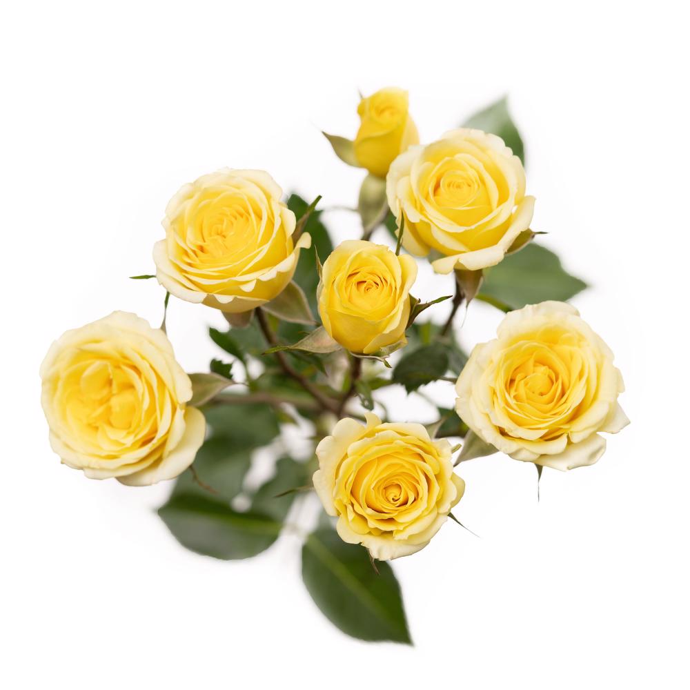  esmeralda-spray-rose-light-yellow