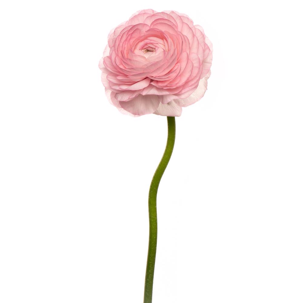 esmeralda-ranunculus-pink