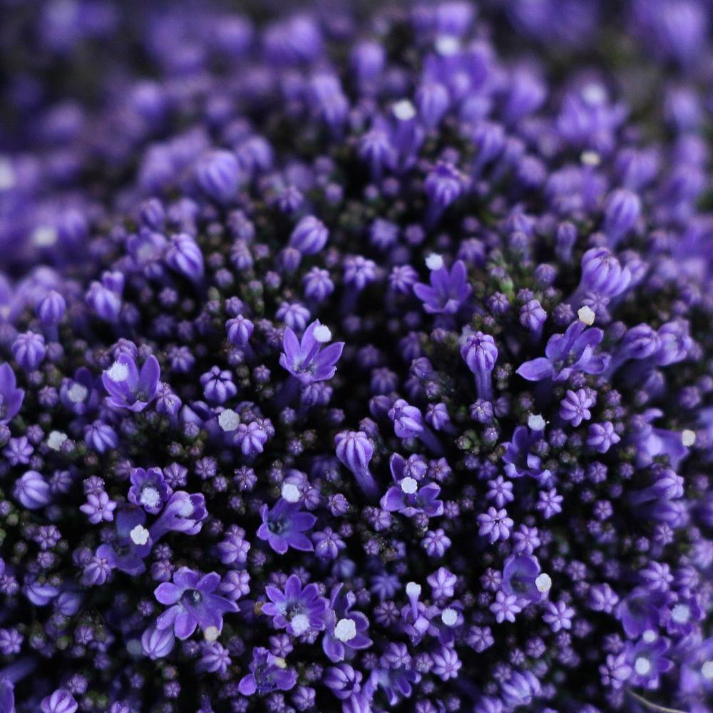 esmeralda-trachelium-dark-blue