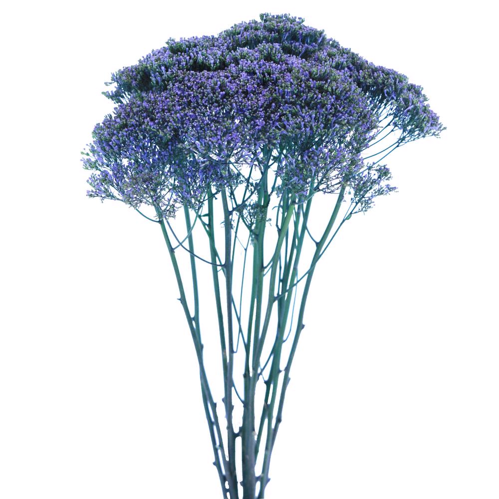 esmeralda-trachelium-dark-blue