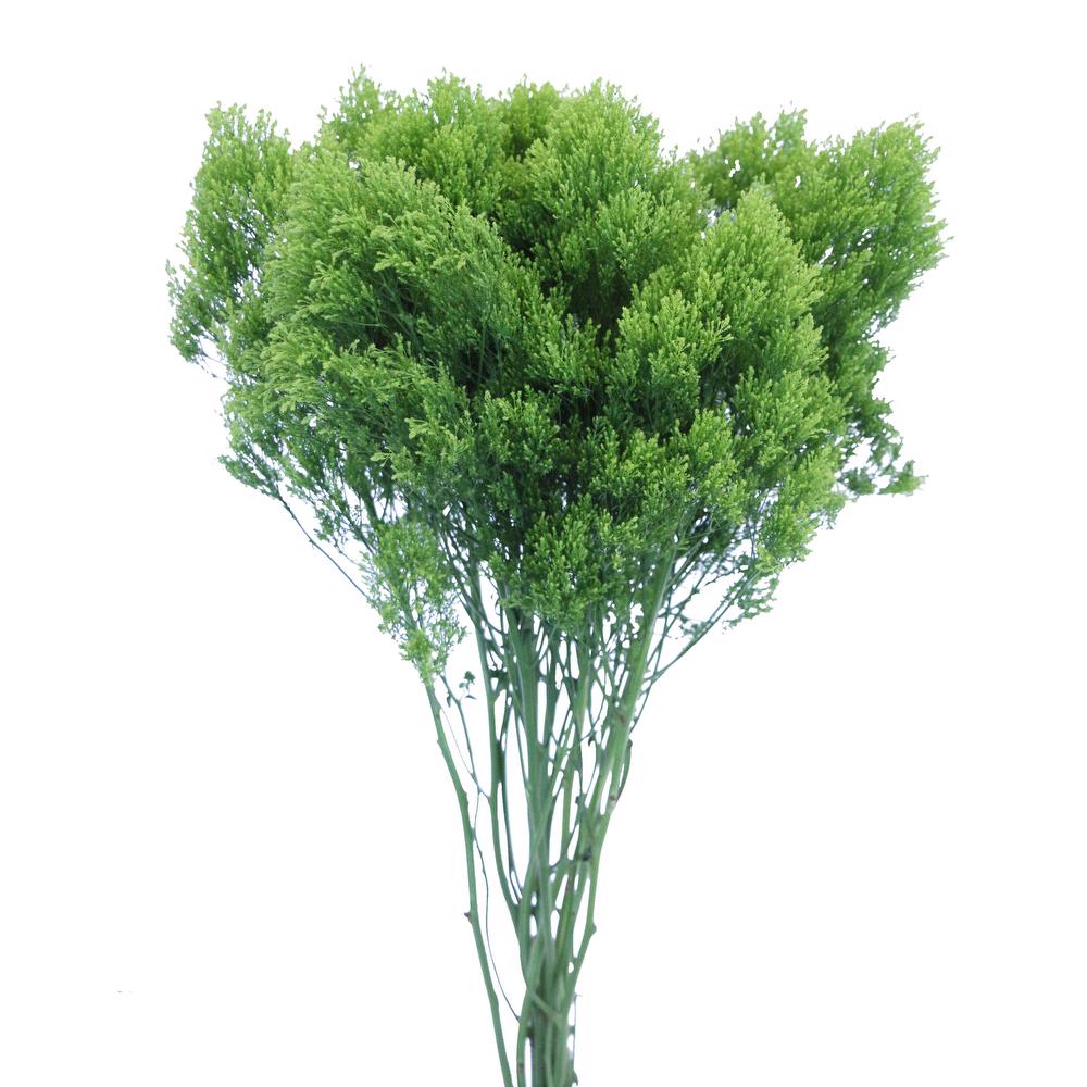 esmeralda-trachelium-jade