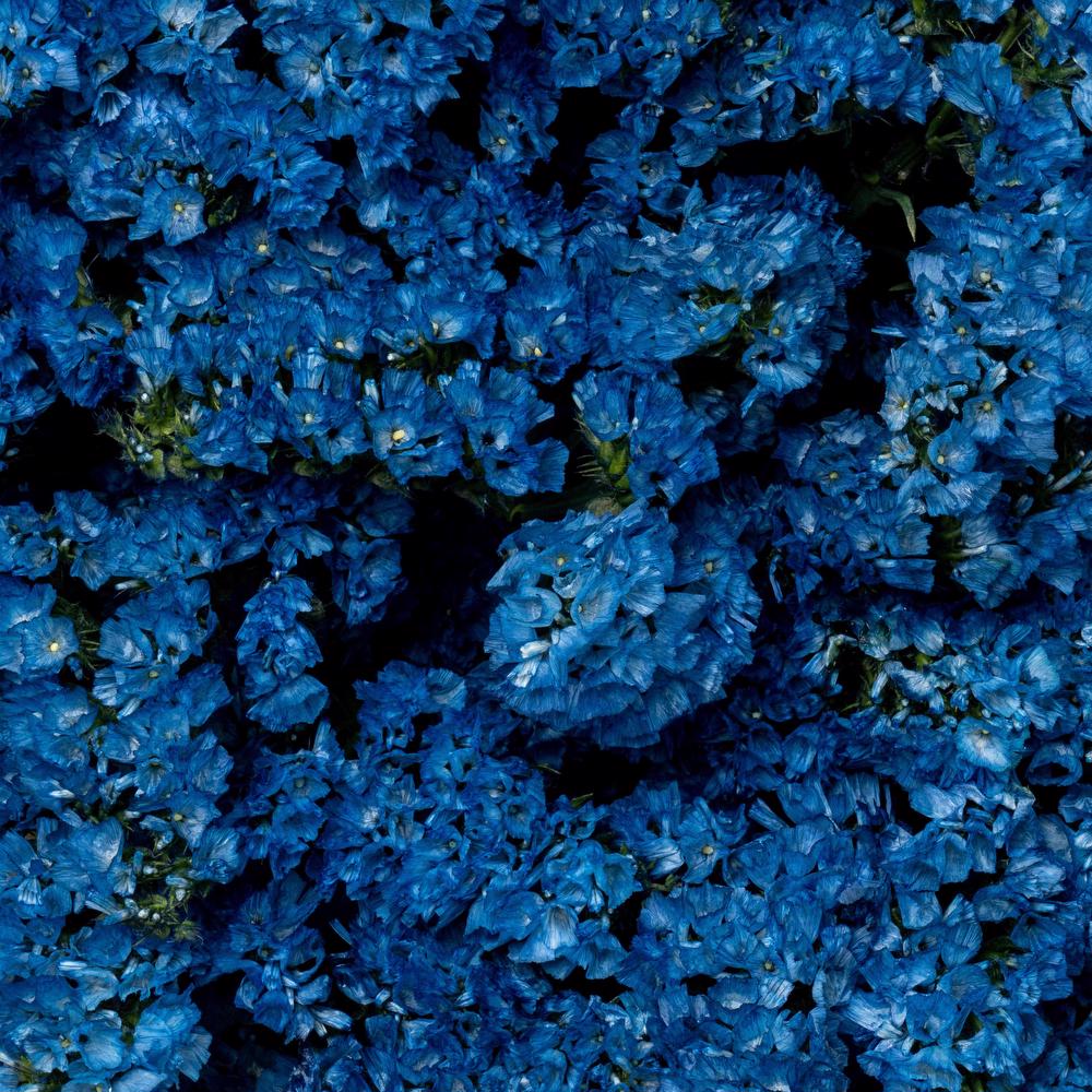 esmeralda-statice-blue-painted