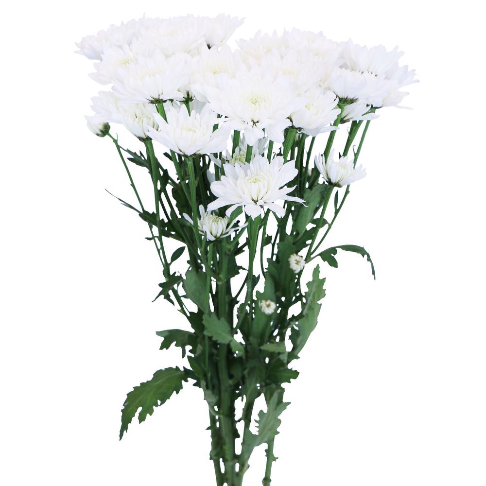 esmeralda-chrysanthemum-megara