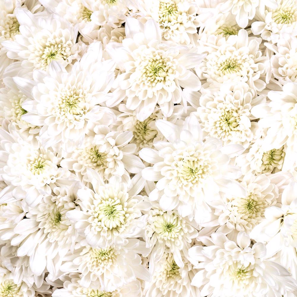 esmeralda-chrysanthemum-megara