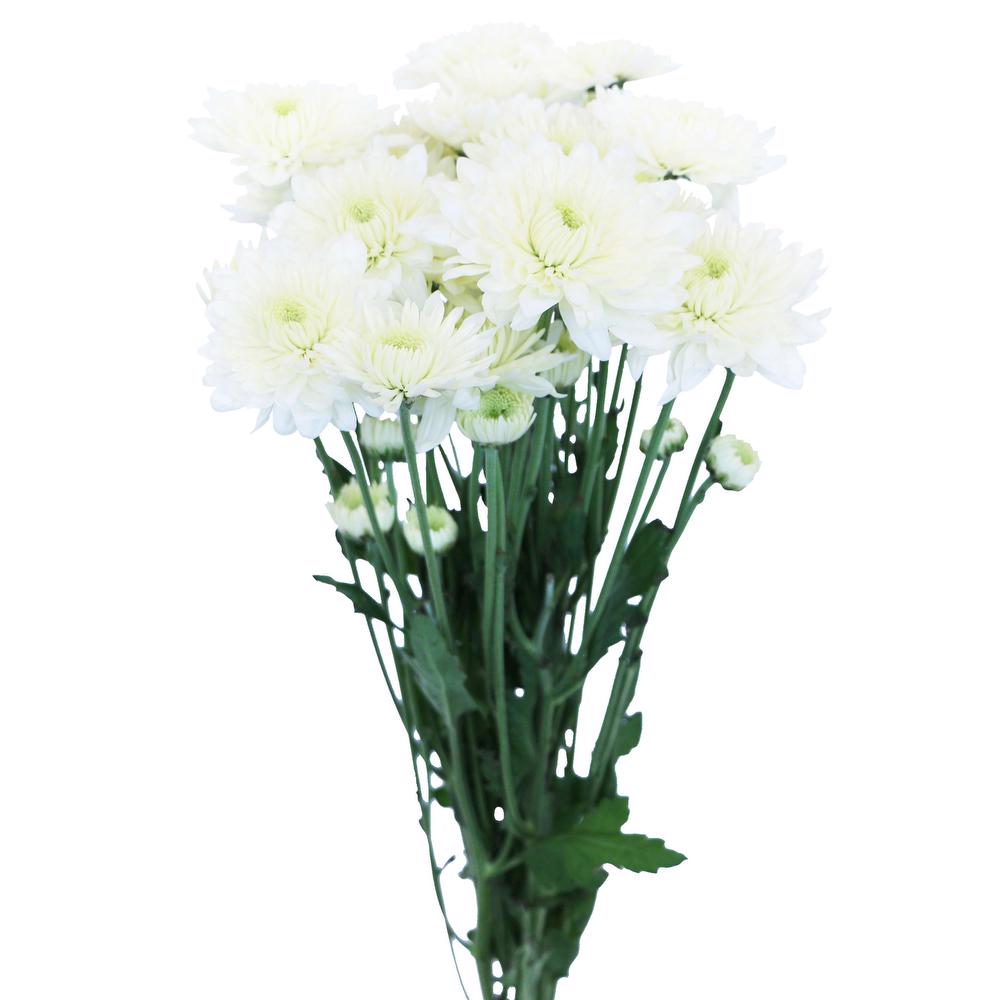 esmeralda-chrysanthemum-polaris