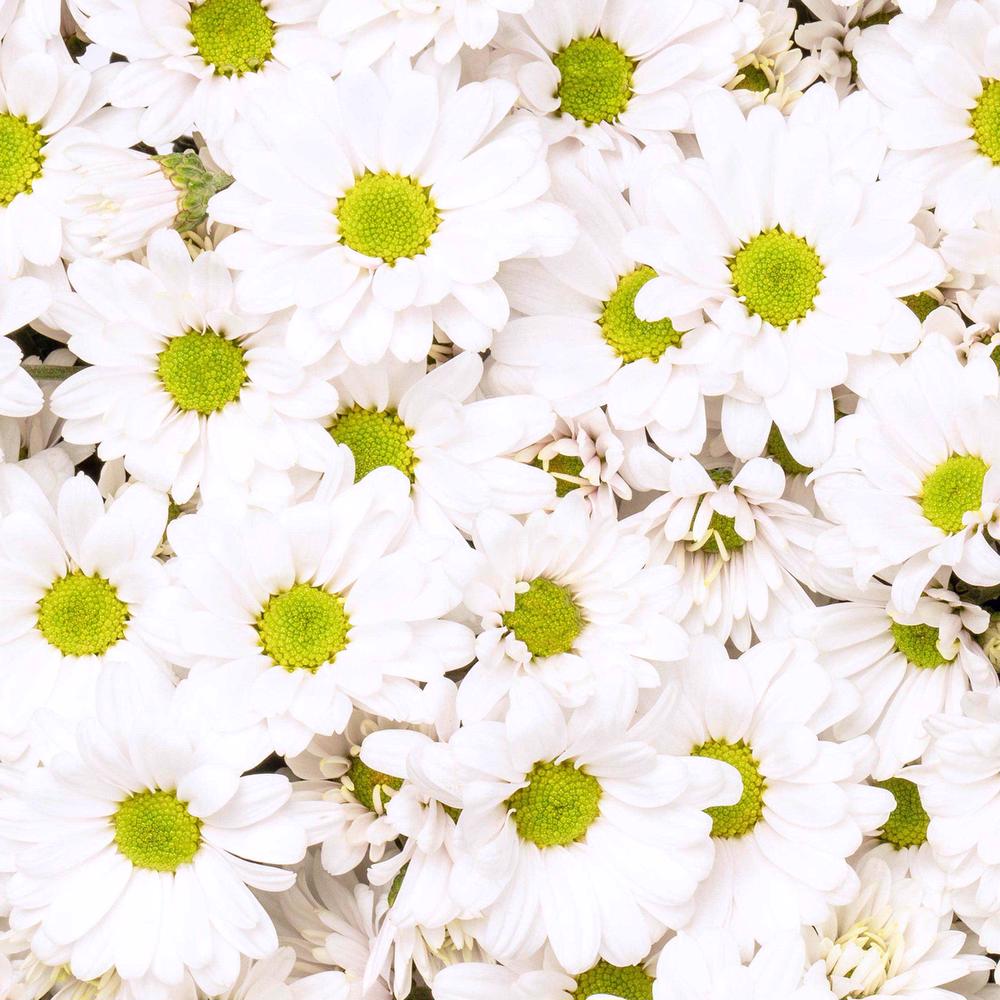 esmeralda-chrysanthemum-white-delilah