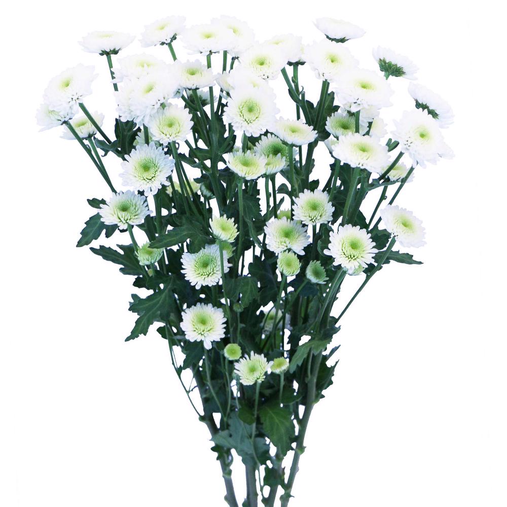 esmeralda-chrysanthemum-white-eagle