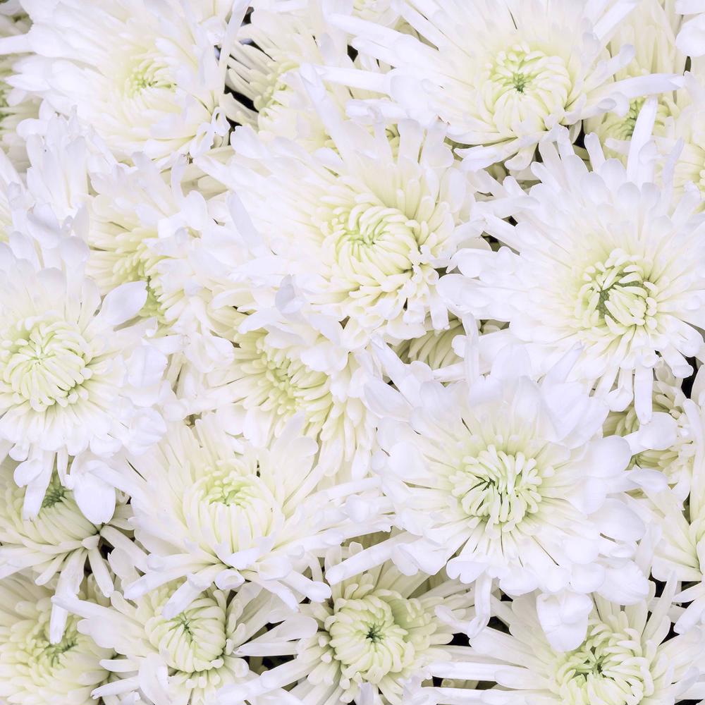 esmeralda-chrysanthemum-white-needle
