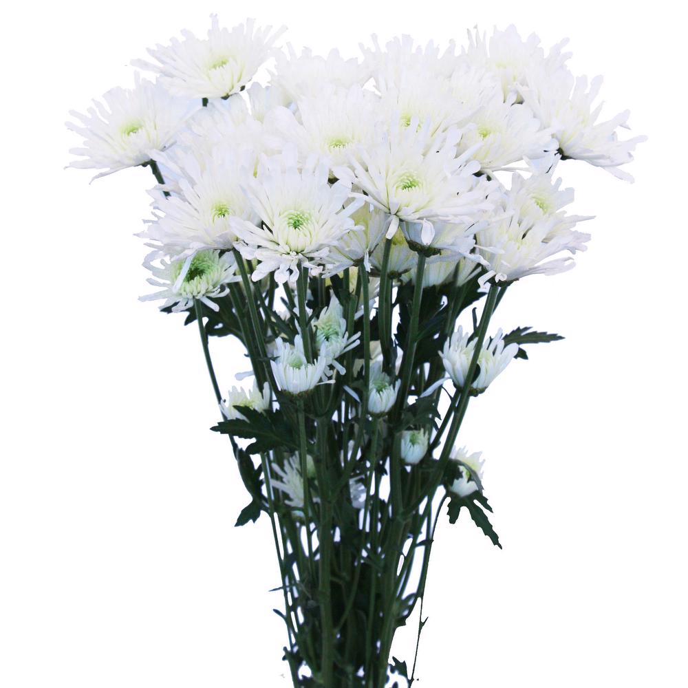 esmeralda-chrysanthemum-white-needle