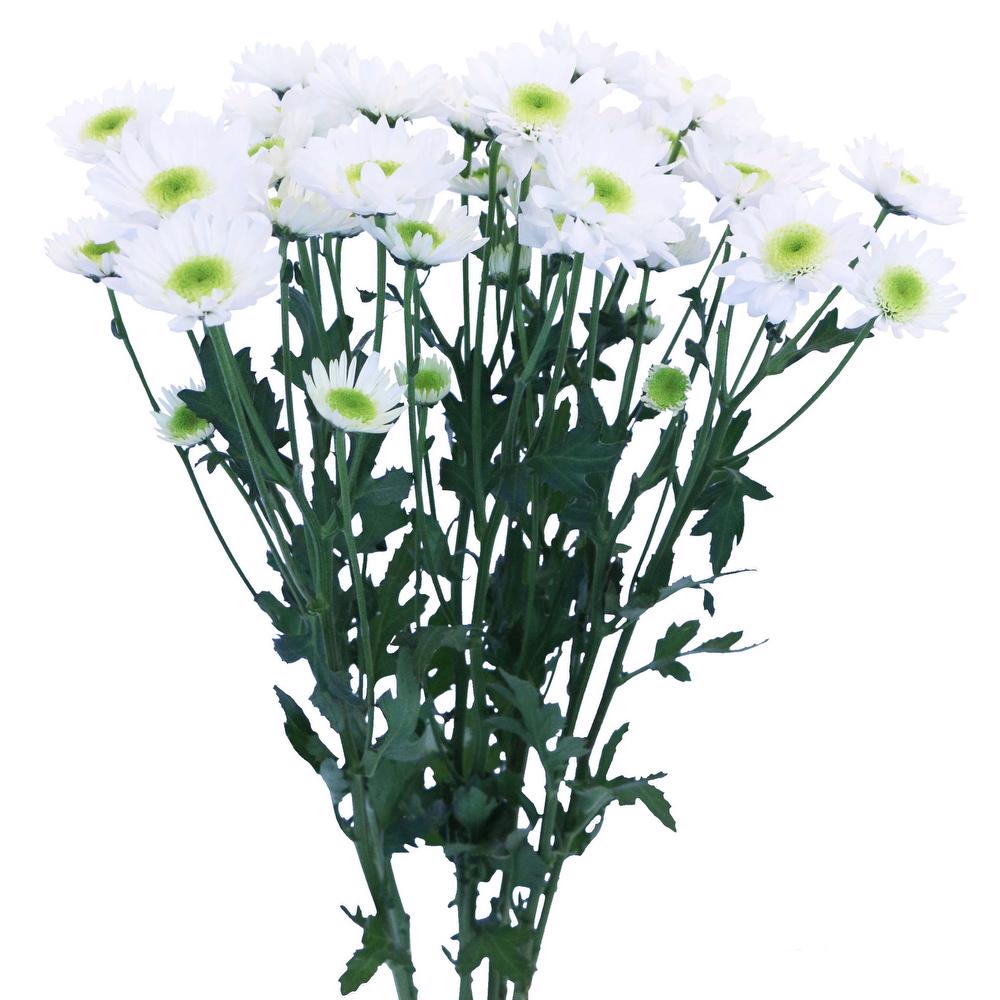 esmeralda-chrysanthemum-decima