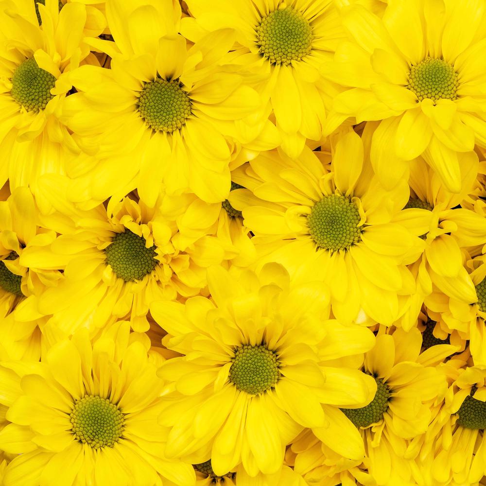 esmeralda-chrysanthemum-atlantis-yellow