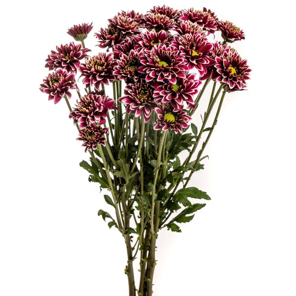 esmeralda-chrysanthemum-amenthis-dark