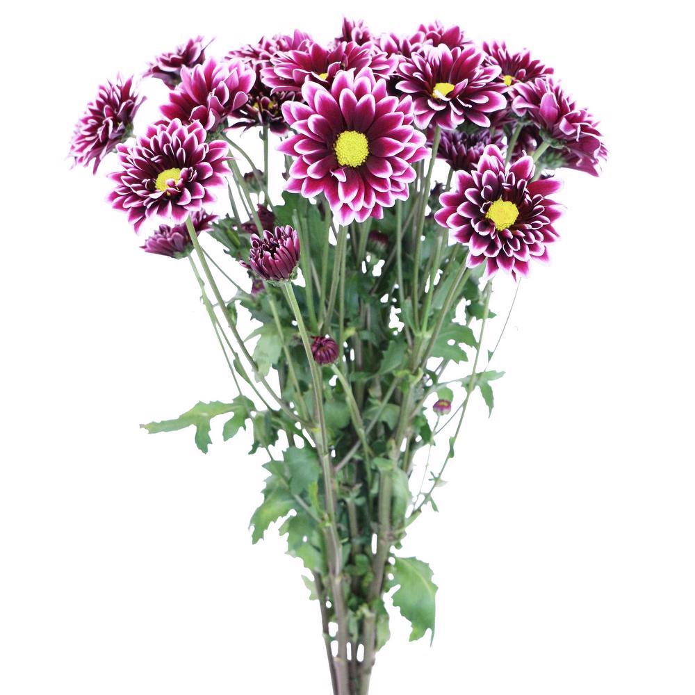 esmeralda-chrysanthemum-orinoco