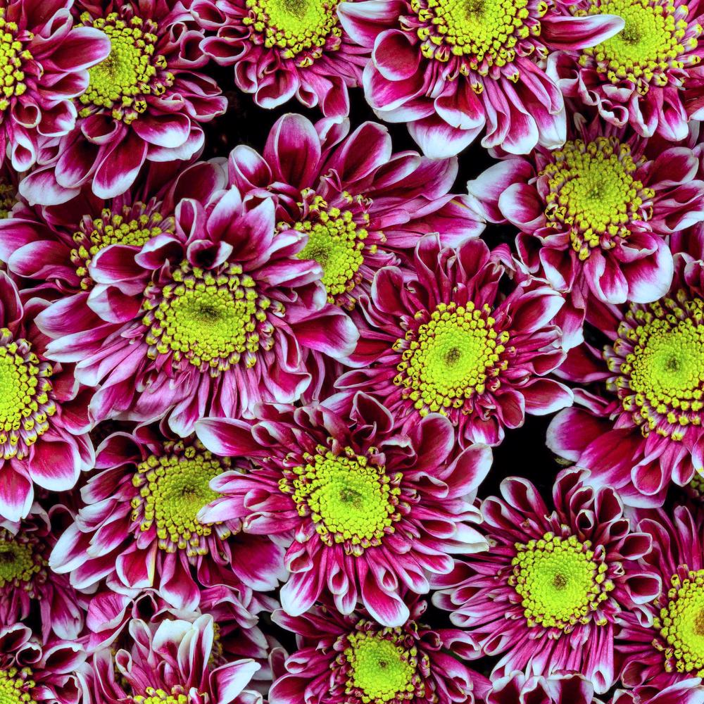 esmeralda-chrysanthemum-zenix