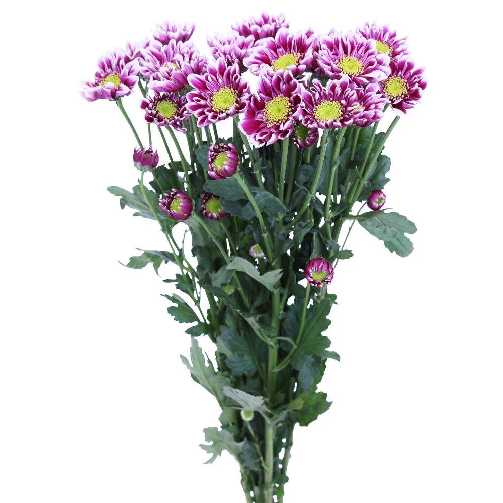 esmeralda-chrysanthemum-zenix