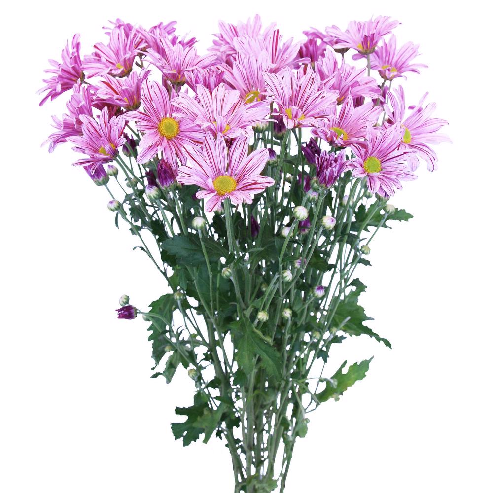 esmeralda-chrysanthemum-artist-pink