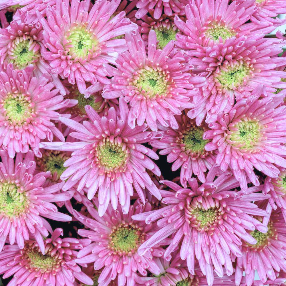 esmeralda-chrysanthemum-ivanovo