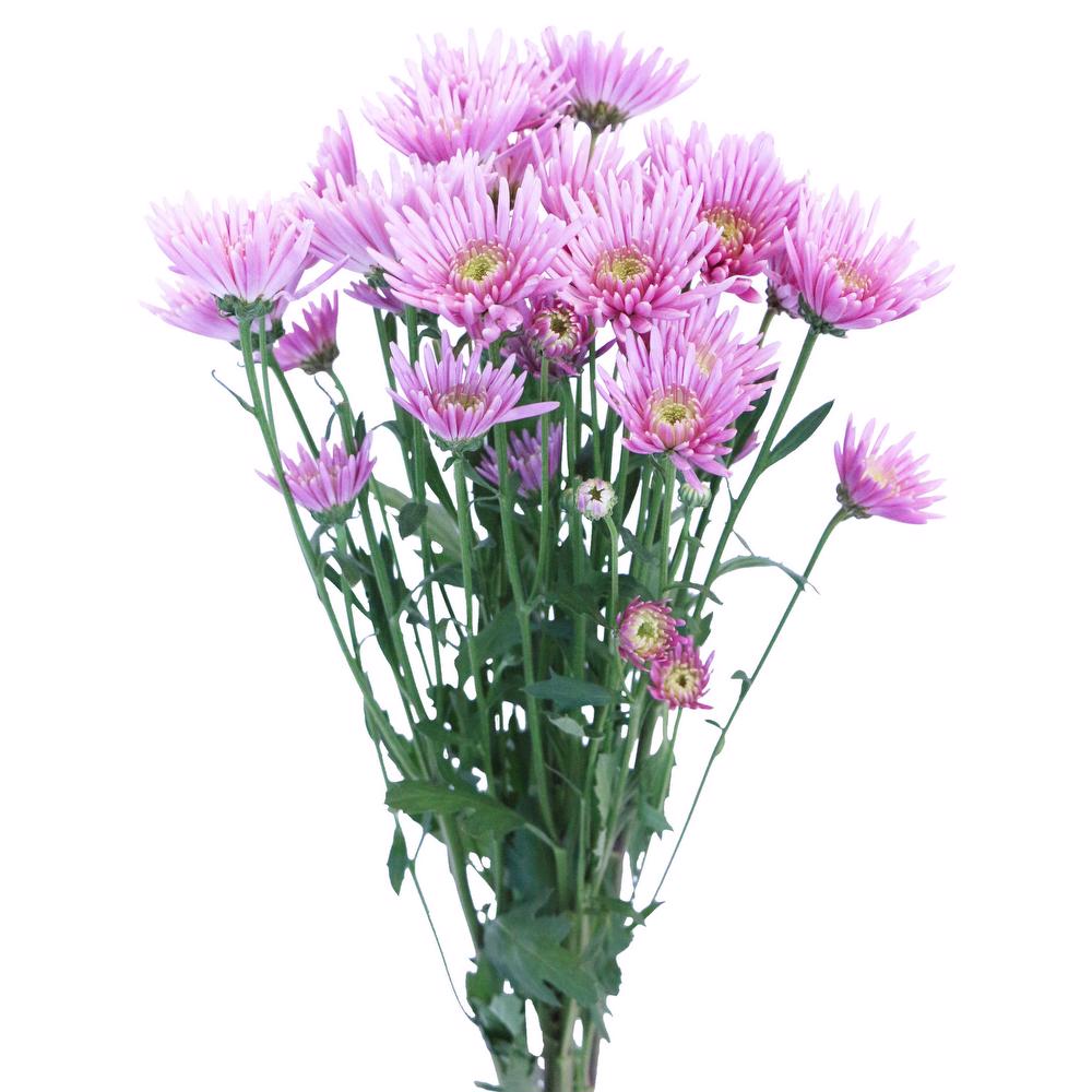 esmeralda-chrysanthemum-ivanovo