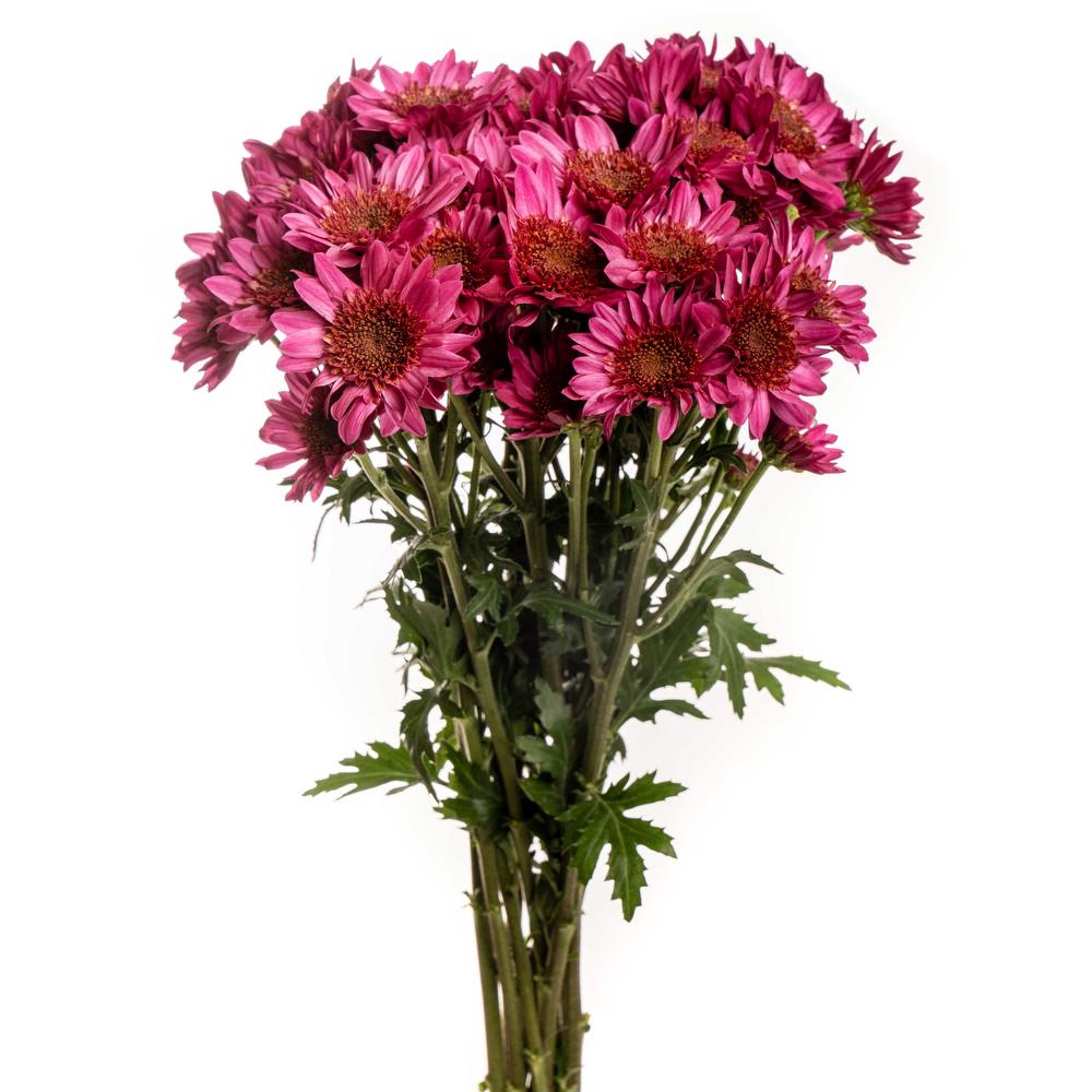 esmeralda-chrysanthemum-corazol