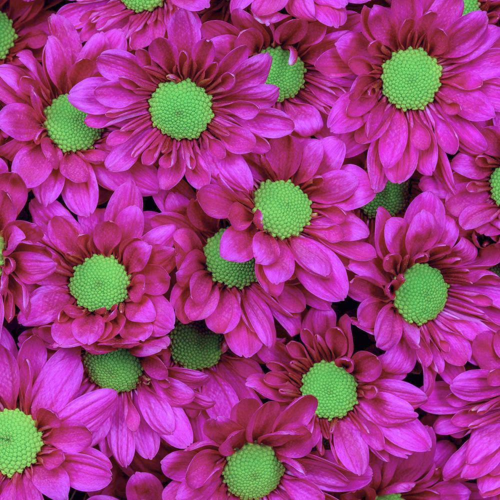esmeralda-chrysanthemum-memphis