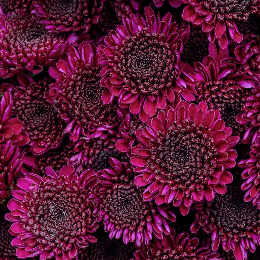 esmeralda-chrysanthemum-uva