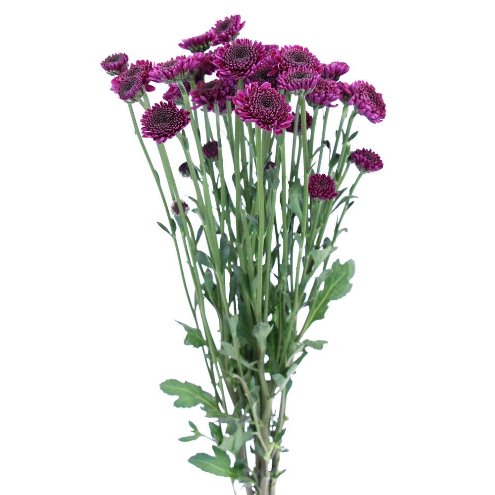 esmeralda-chrysanthemum-uva