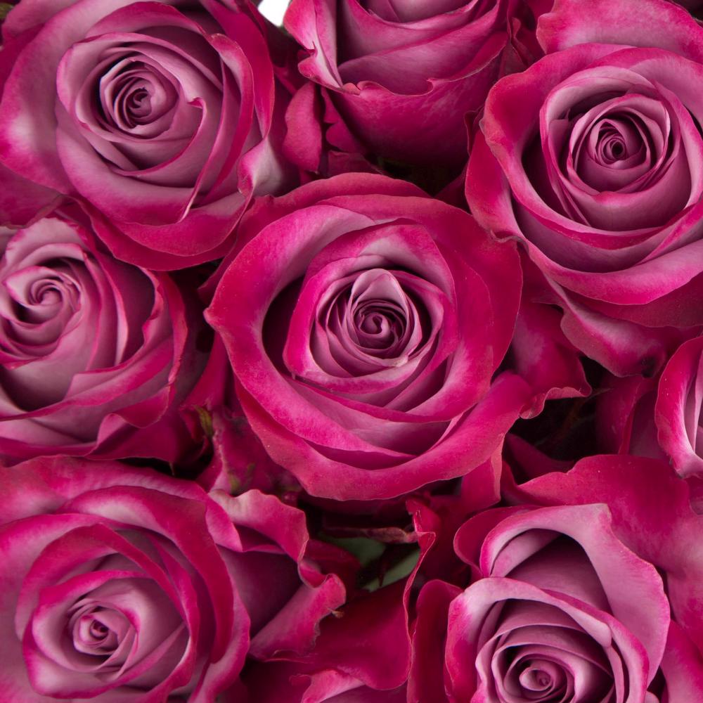 Deep Purple - Rose - Esmeralda Farms Wholesale Flowers