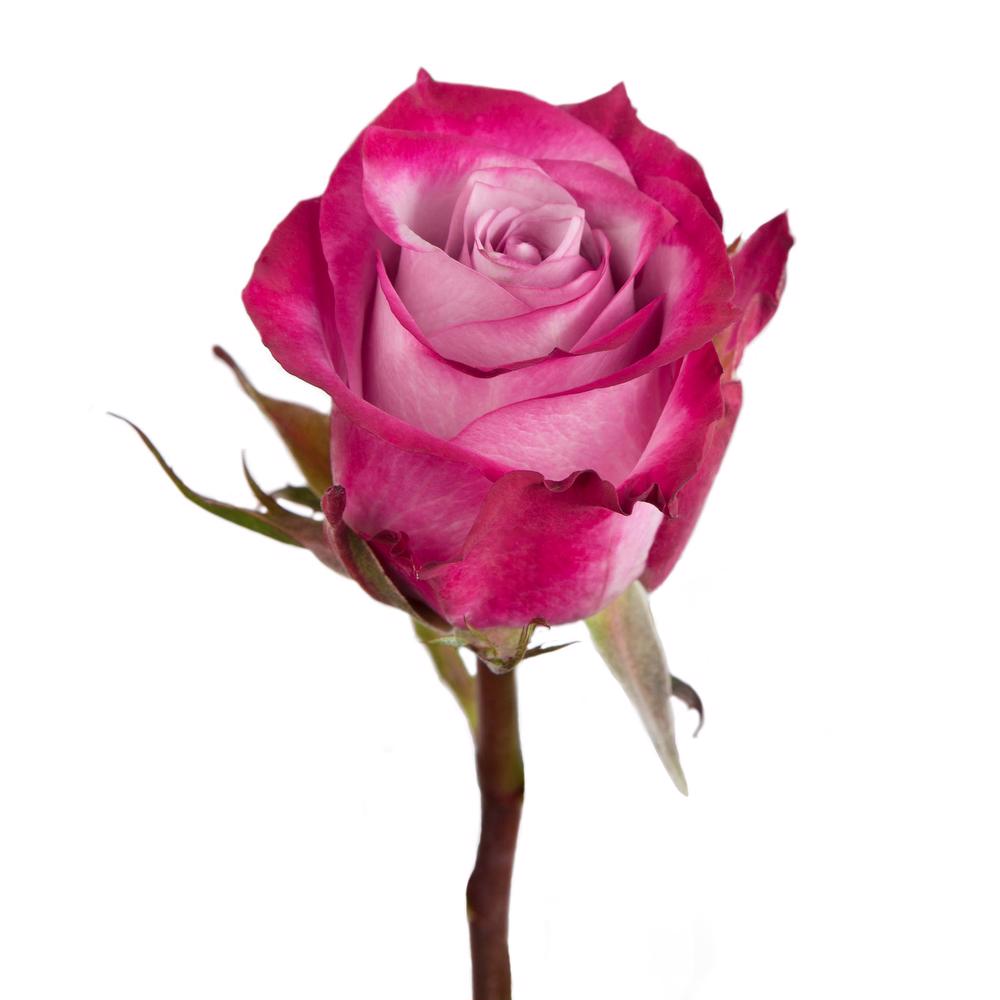 esmeralda-deep-purple-rose