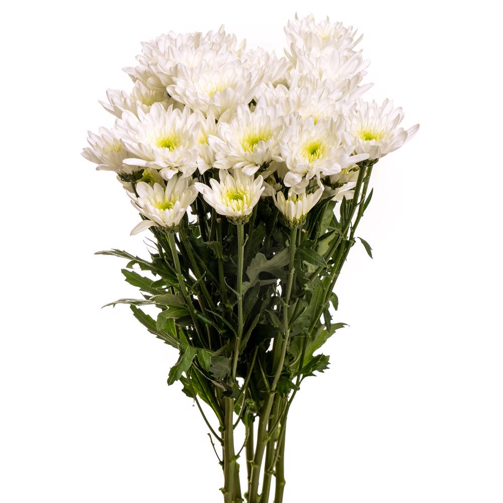 esmeralda-chrysanthemum-bonita