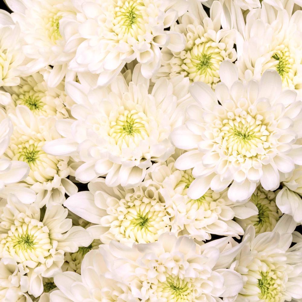 esmeralda-chrysanthemum-bonita