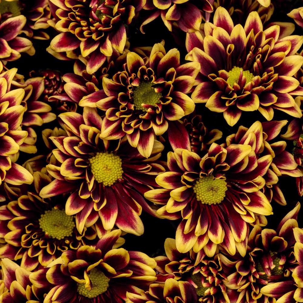 esmeralda-chrysanthemum-yellow-orinoco