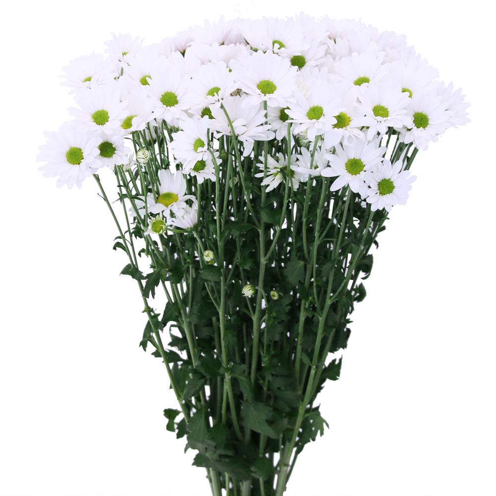 esmeralda-chrysanthemum-white-delilah