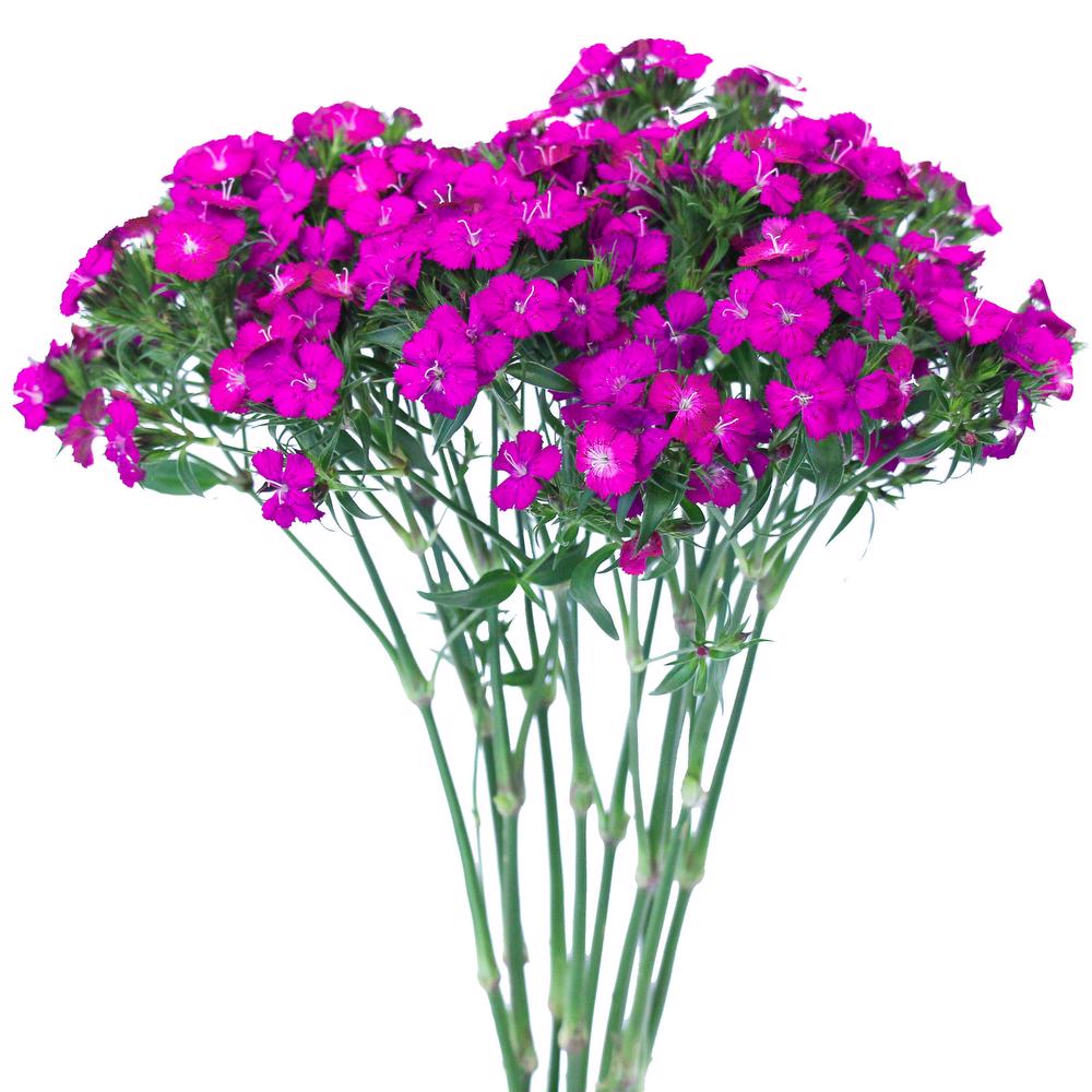 esmeralda-dianthus-purple