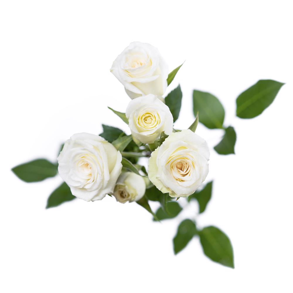 esmeralda-spray-rose-white