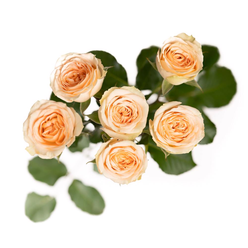 esmeralda-spray-rose-apricot