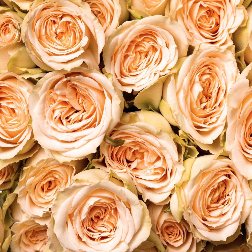 Brilliant Stars® Apricot Spray Rose Esmeralda Flowers