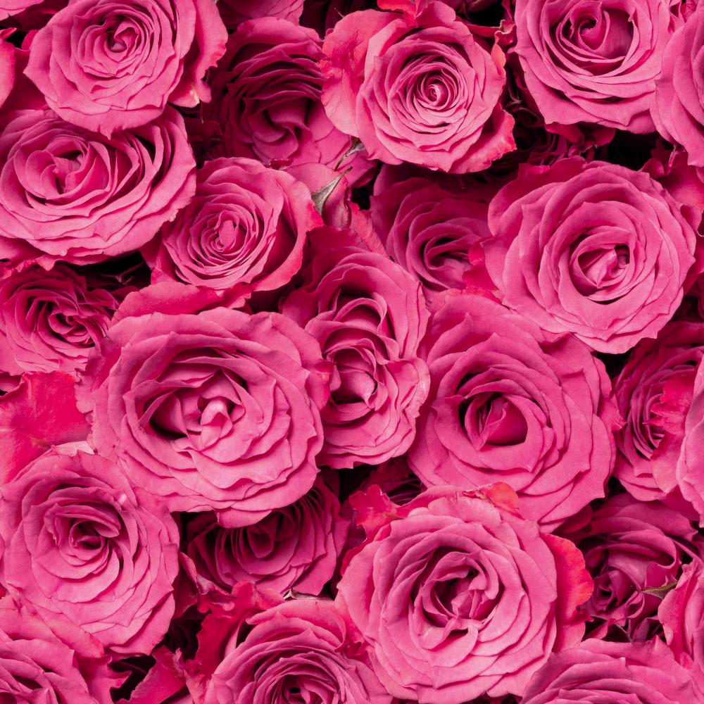 Brilliant Stars® Dark Pink - Spray Rose - Esmeralda Farms Wholesale Flowers