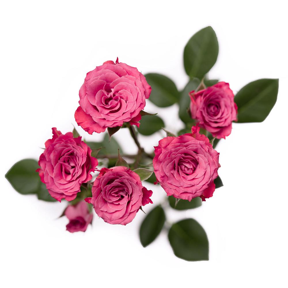 esmeralda-spray-rose-dark-pink
