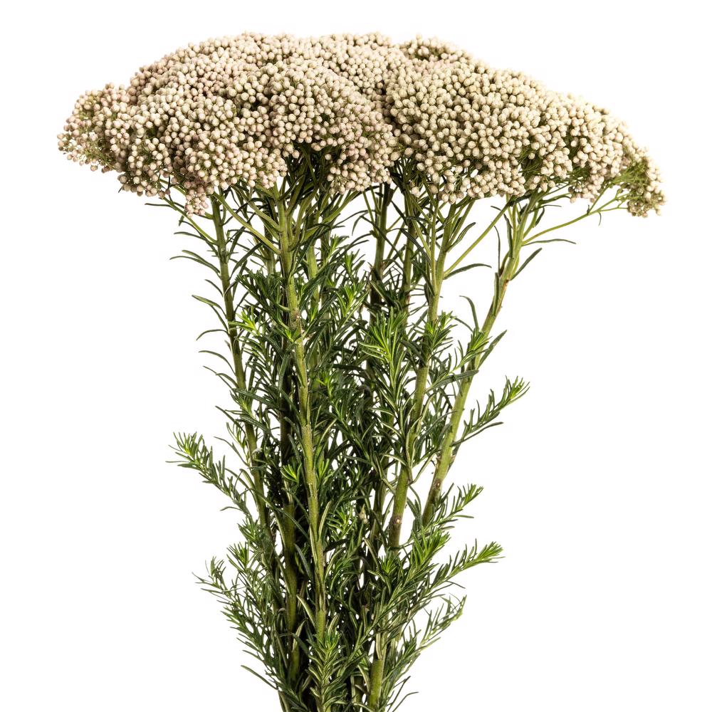 esmeralda-rice-flower-white