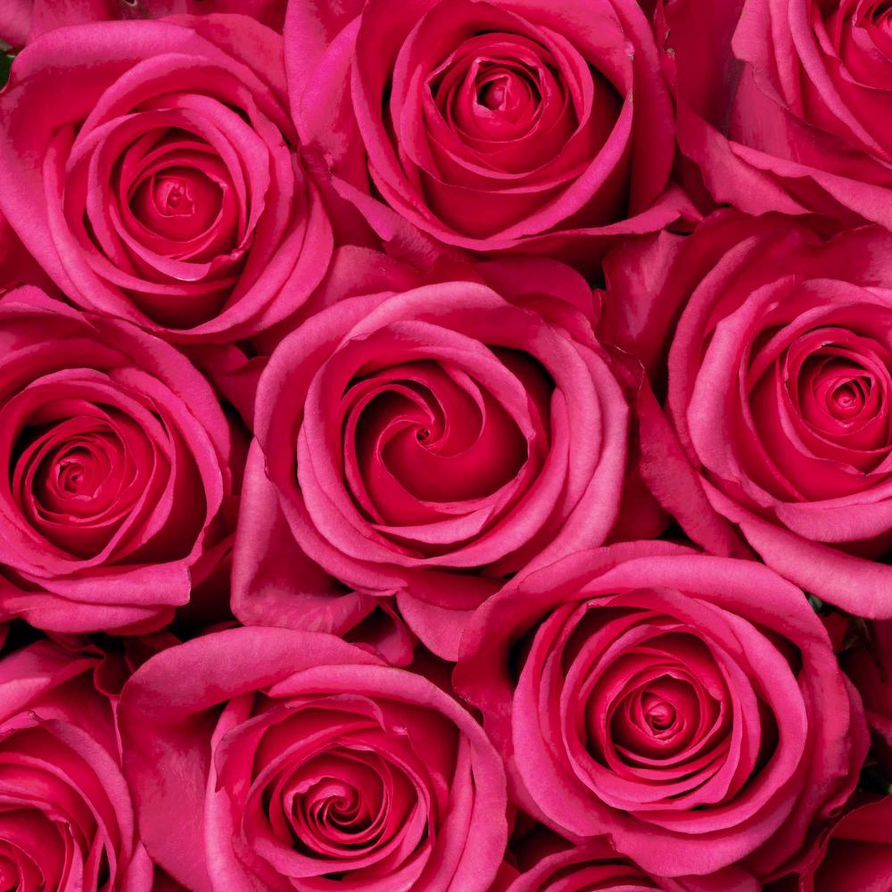 Showtime Stiletto® - Rose - Esmeralda Farms Wholesale Flowers