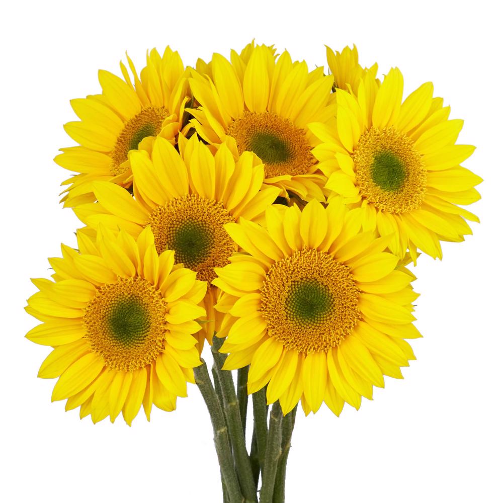 esmeralda-sunrich-gold-sunflower
