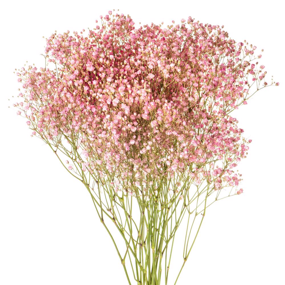 esmeralda-gypsophila-pink-painted