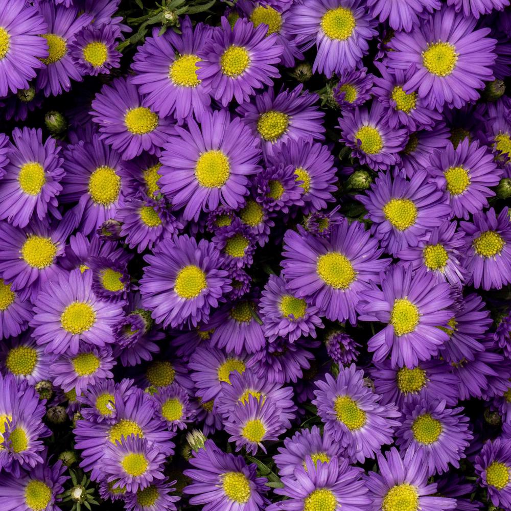 esmeralda-mardi-gras-aster-purple